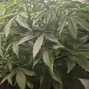 Gorilla Cookies Auto #2