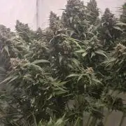 Banana Purple Punch RF3 Auto