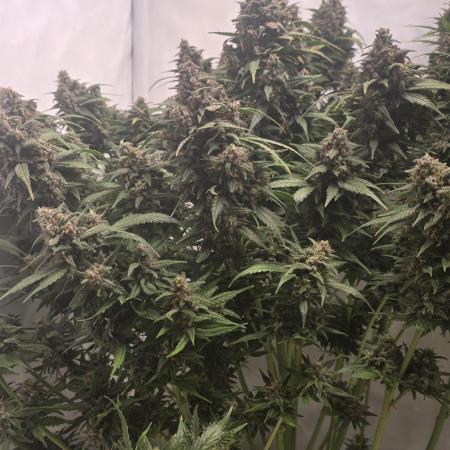 Banana Purple Punch RF3 Auto