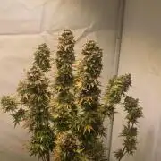 Lemon Cherry Gelato Auto