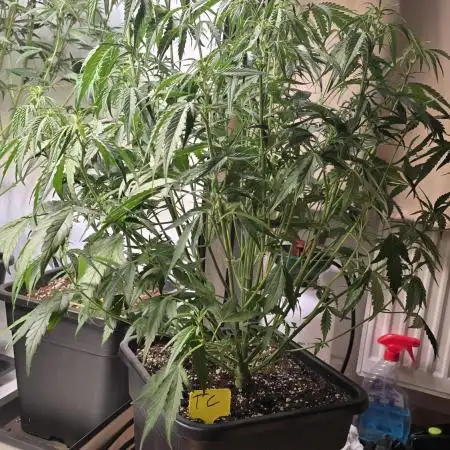 Tropicana Cookies Auto