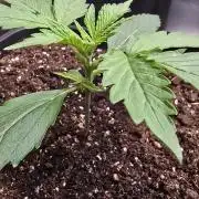 Pound Cake Auto