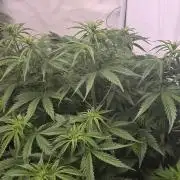 Gorilla Cookies Auto #2