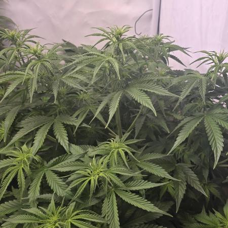 Gorilla Cookies Auto #2