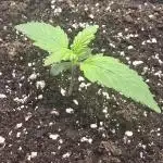 Banana Purple Punch RF3 Auto