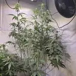 Banana Purple Punch Auto
