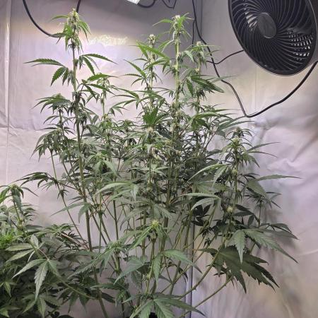 Banana Purple Punch Auto
