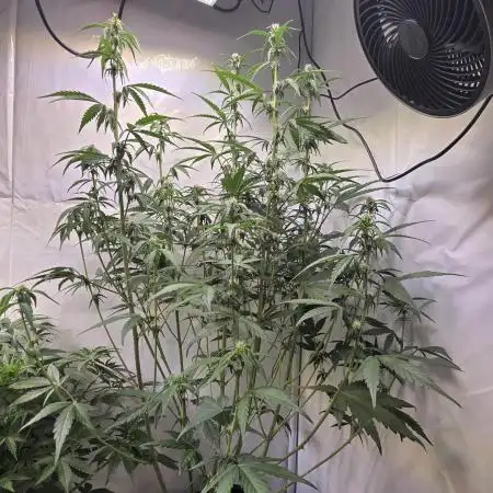 Banana Purple Punch Auto