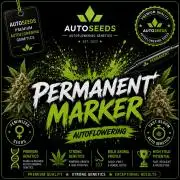 Permanent Marker Auto #2