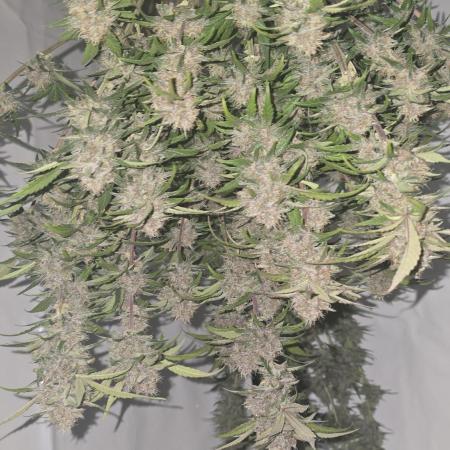 Papaya Cookies Auto