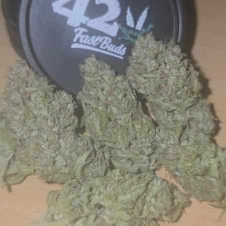 Gorilla Cookies Auto #2