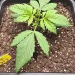 Banana Purple Punch RF3 Auto