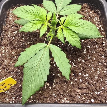 Banana Purple Punch RF3 Auto