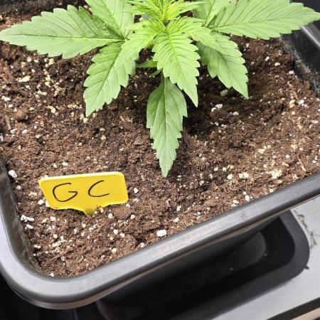 Gorilla Cookies Auto #2