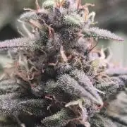 Banana Purple Punch RF3 Auto