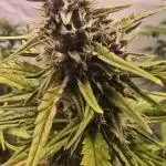 Tropicana Cookies Auto