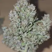Banana Purple Punch RF3 Auto