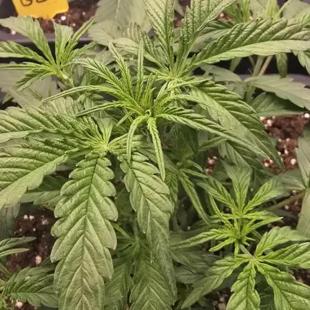 Tropicana Cookies Auto