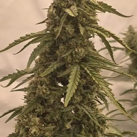 Gorilla Cookies Auto