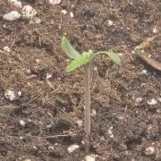 Strawberry Gorilla Auto