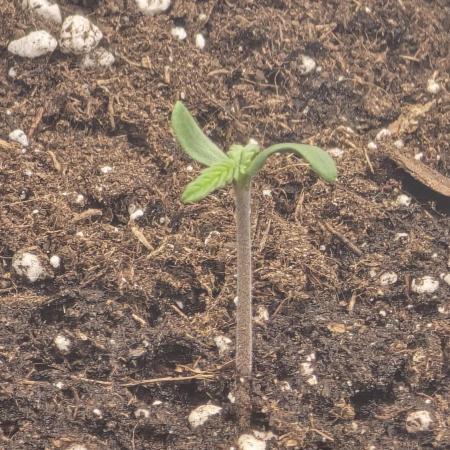 Strawberry Gorilla Auto