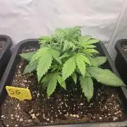 Strawberry Gorilla Auto