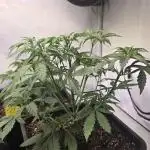 Banana Purple Punch Auto