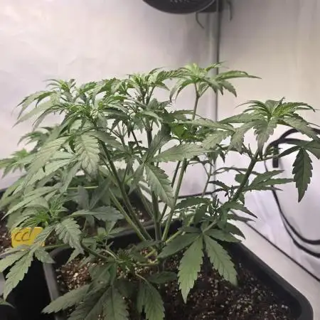 Banana Purple Punch Auto