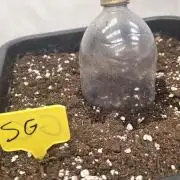 Strawberry Gorilla Auto