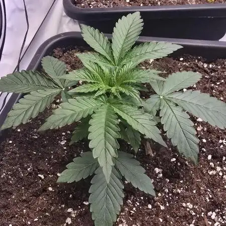 Super Lemon Haze Auto