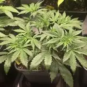Pound Cake Auto