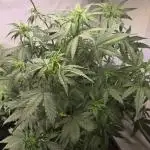 Banana Purple Punch Auto