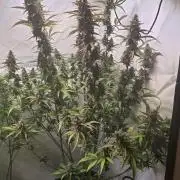 Banana Purple Punch Auto