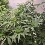 Super Lemon Haze Auto
