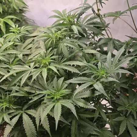 Super Lemon Haze Auto
