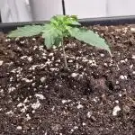 Super Lemon Haze Auto