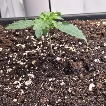 Super Lemon Haze Auto