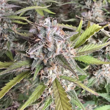Lemon Cherry Cookies