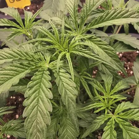 Tropicana Cookies Auto
