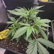 Pound Cake Auto