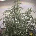 Gorilla Z auto