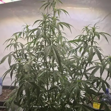 Gorilla Z auto