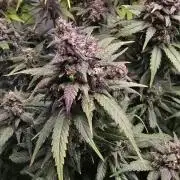 Banana Purple Punch RF3 Auto