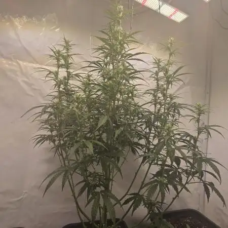 Gorilla Z auto