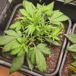 Banana Purple Punch RF3 Auto