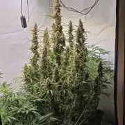 Gorilla Z auto