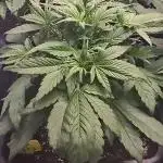 Banana Purple Punch RF3 Auto