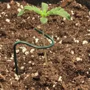 Tropicanna Poison XL Auto