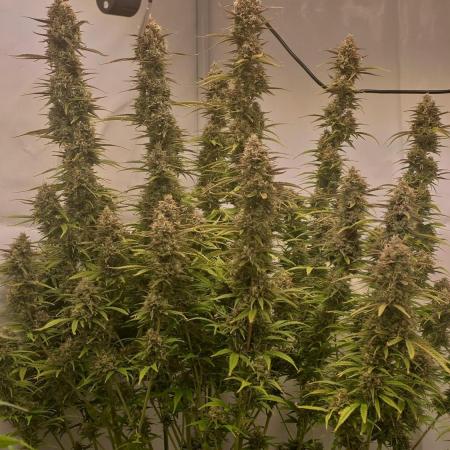 Gorilla Cookies Auto #2