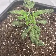 Tropicanna Poison XL Auto